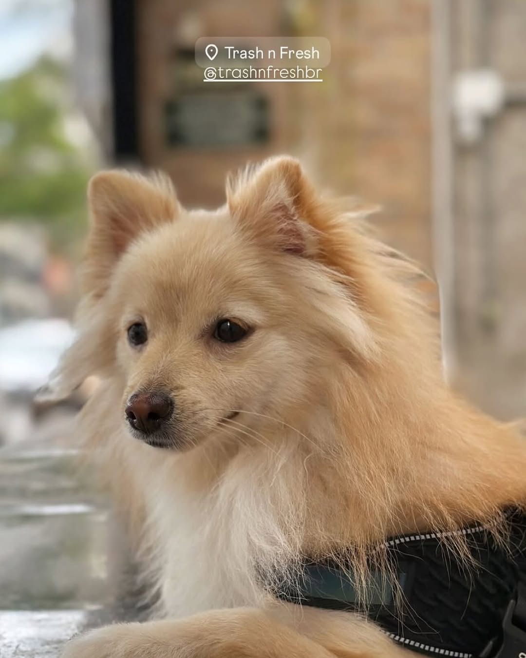 Cachorrinho spitz de pelo creme deitado, olhando para o lado